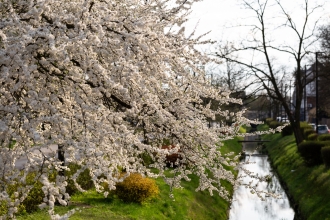 Zielone Radomsko